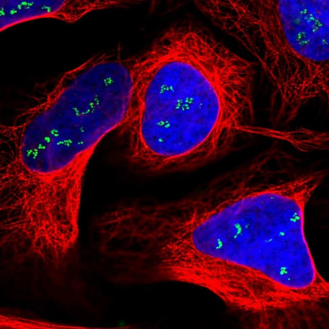SLC35F4 Antibody in Immunocytochemistry (ICC/IF)