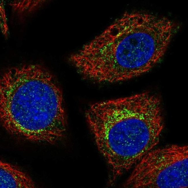 PCED1B Antibody in Immunocytochemistry (ICC/IF)