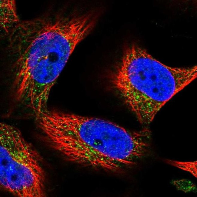 SPRYD7 Antibody in Immunocytochemistry (ICC/IF)