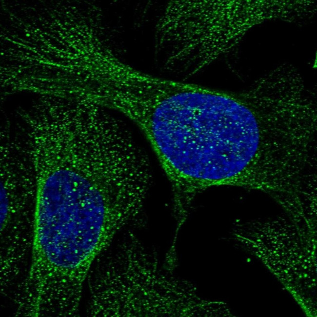RHBDD3 Antibody in Immunocytochemistry (ICC/IF)