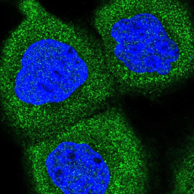 PPP6R1 Antibody in Immunocytochemistry (ICC/IF)