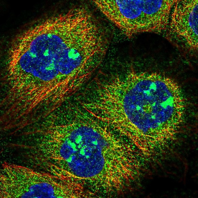 SOGA1 Antibody in Immunocytochemistry (ICC/IF)