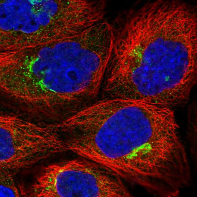 ZNF564 Antibody in Immunocytochemistry (ICC/IF)