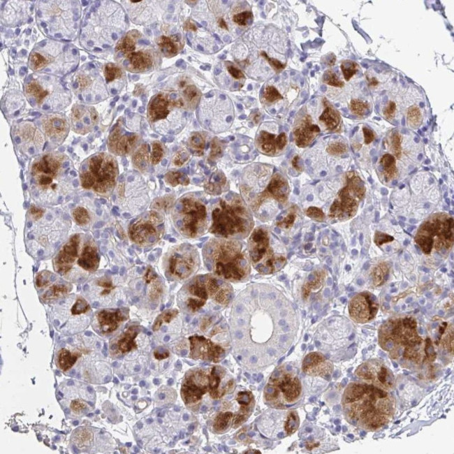 Splunc2 Antibody in Immunohistochemistry (Paraffin) (IHC (P))