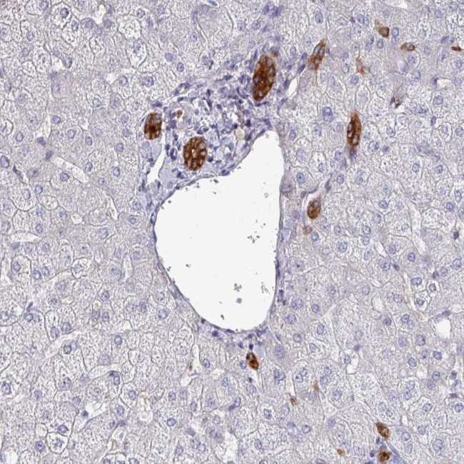 POLR2J Antibody in Immunohistochemistry (Paraffin) (IHC (P))