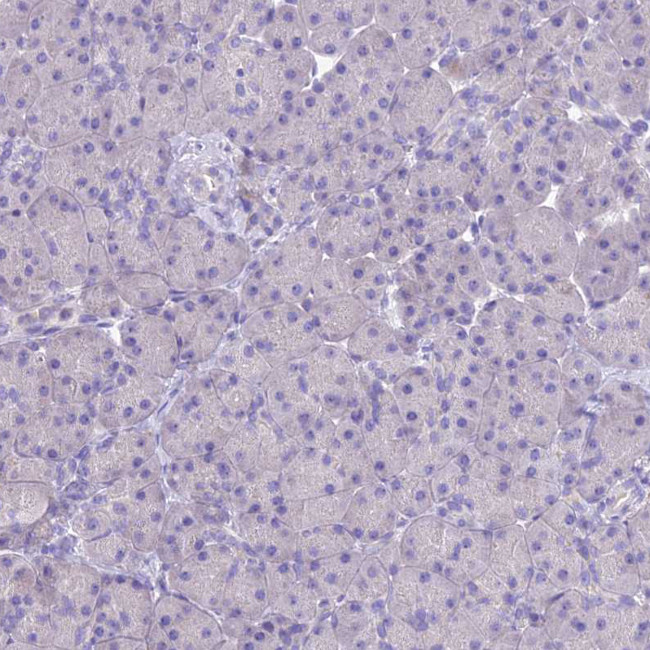 KIAA0408 Antibody in Immunohistochemistry (Paraffin) (IHC (P))