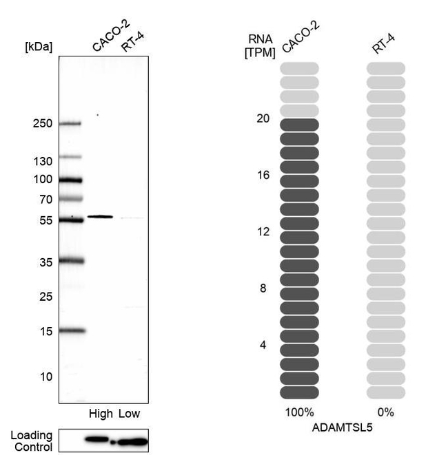ADAMTSL5 Antibody in Western Blot (WB)