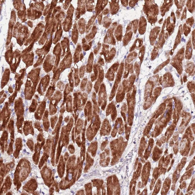 ART5 Antibody in Immunohistochemistry (Paraffin) (IHC (P))