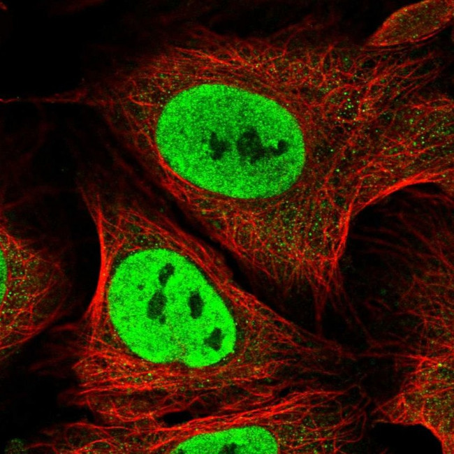 Cdc26 Antibody in Immunocytochemistry (ICC/IF)