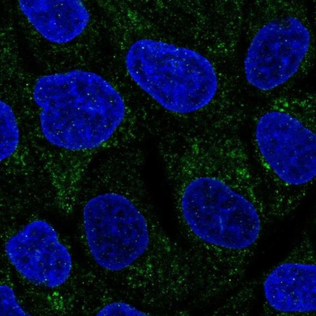 TMEM40 Antibody in Immunocytochemistry (ICC/IF)