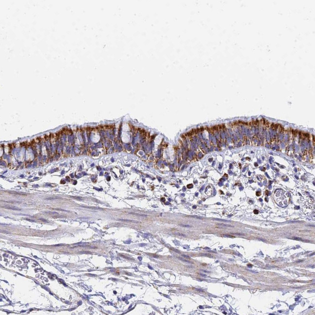 CNIH4 Antibody in Immunohistochemistry (Paraffin) (IHC (P))