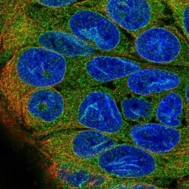 DHCR7 Antibody in Immunocytochemistry (ICC/IF)