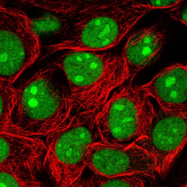 SURF2 Antibody in Immunocytochemistry (ICC/IF)