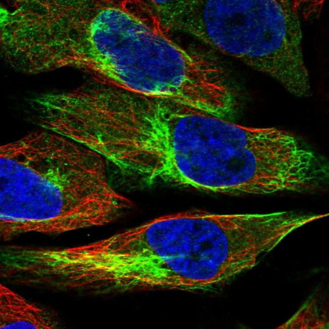 UAP1L1 Antibody in Immunocytochemistry (ICC/IF)