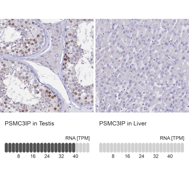 PSMC3IP Antibody