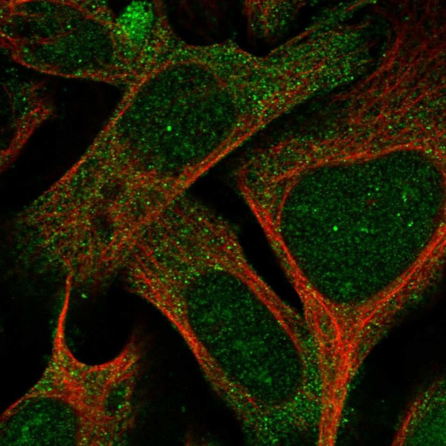 SPIN4 Antibody in Immunocytochemistry (ICC/IF)