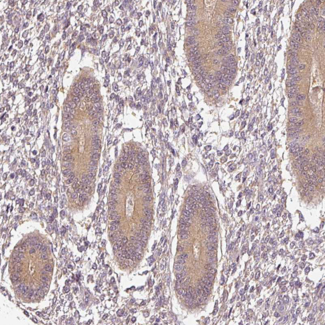 ADH5 Antibody in Immunohistochemistry (Paraffin) (IHC (P))