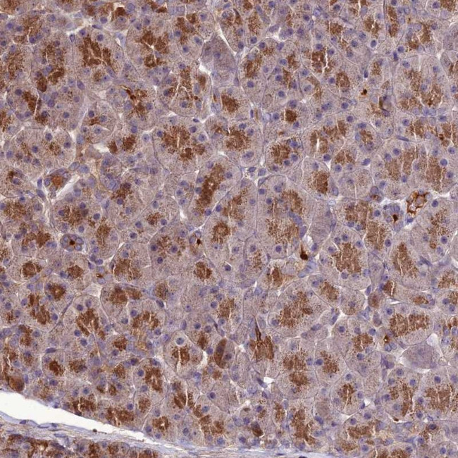 KCTD16 Antibody in Immunohistochemistry (Paraffin) (IHC (P))