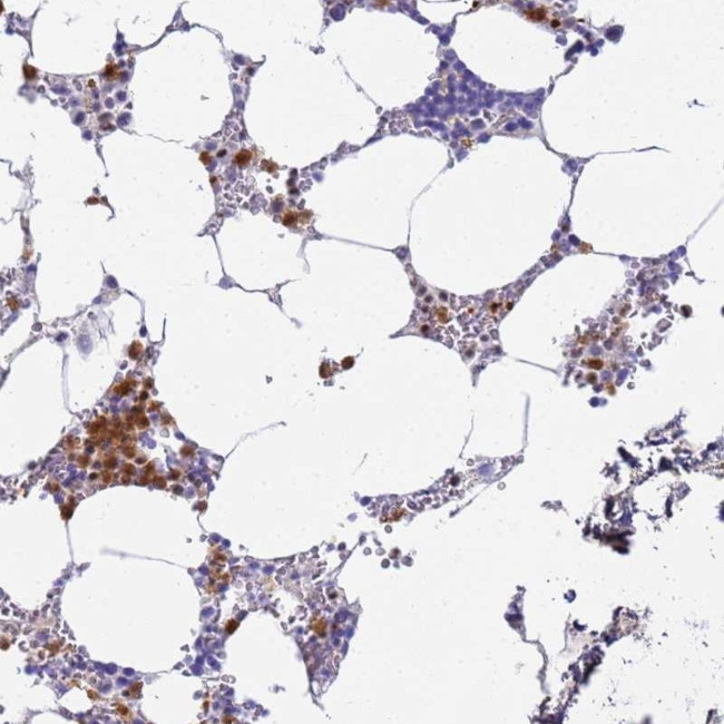 MEIG1 Antibody in Immunohistochemistry (Paraffin) (IHC (P))