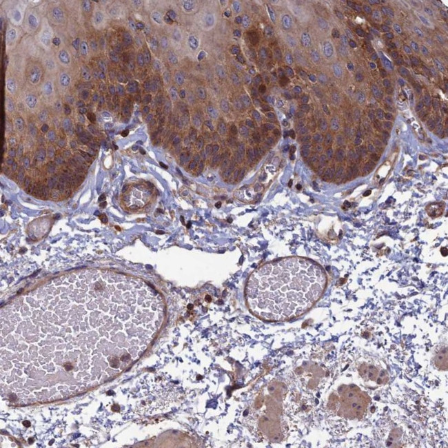 C15orf62 Antibody in Immunohistochemistry (Paraffin) (IHC (P))