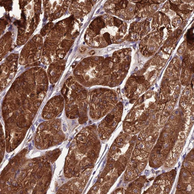 TBC1D24 Antibody in Immunohistochemistry (Paraffin) (IHC (P))
