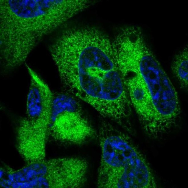 JSRP1 Antibody in Immunocytochemistry (ICC/IF)