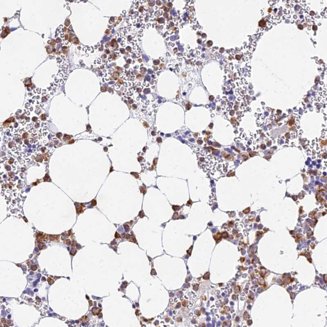 VWC2L Antibody in Immunohistochemistry (Paraffin) (IHC (P))