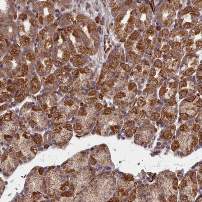 TSPYL4 Antibody in Immunohistochemistry (Paraffin) (IHC (P))