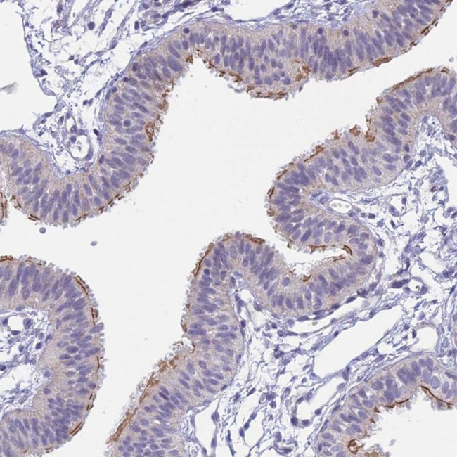 C6orf165 Antibody in Immunohistochemistry (Paraffin) (IHC (P))