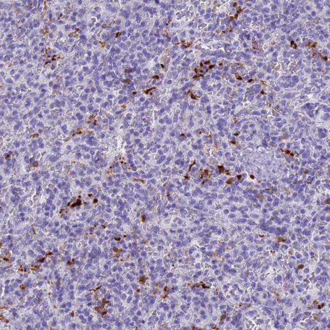 RNASE2 Antibody in Immunohistochemistry (Paraffin) (IHC (P))