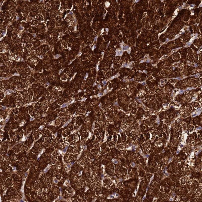 FAHD2A Antibody in Immunohistochemistry (IHC)