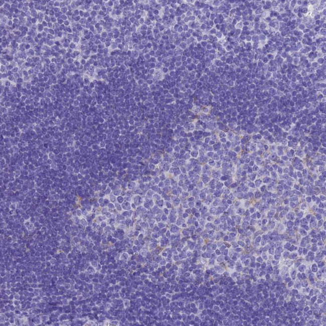 MS4A13 Antibody in Immunohistochemistry (Paraffin) (IHC (P))
