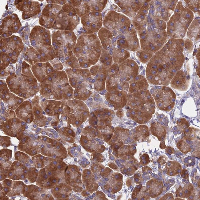 KIAA1143 Antibody in Immunohistochemistry (Paraffin) (IHC (P))