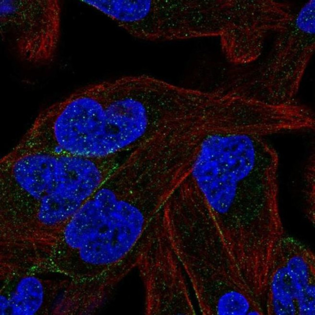 PCDHB11 Antibody in Immunocytochemistry (ICC/IF)