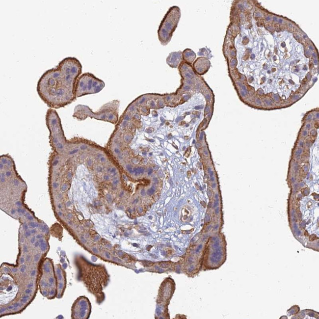 PROX2 Antibody in Immunohistochemistry (Paraffin) (IHC (P))