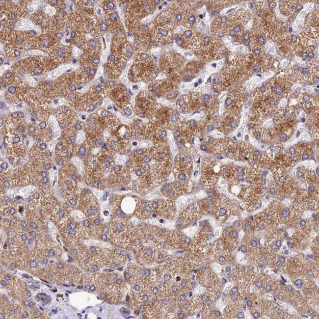 ASPHD1 Antibody in Immunohistochemistry (Paraffin) (IHC (P))