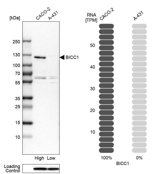 BICC1 Antibody