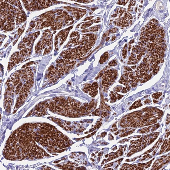 GNG11 Antibody in Immunohistochemistry (Paraffin) (IHC (P))