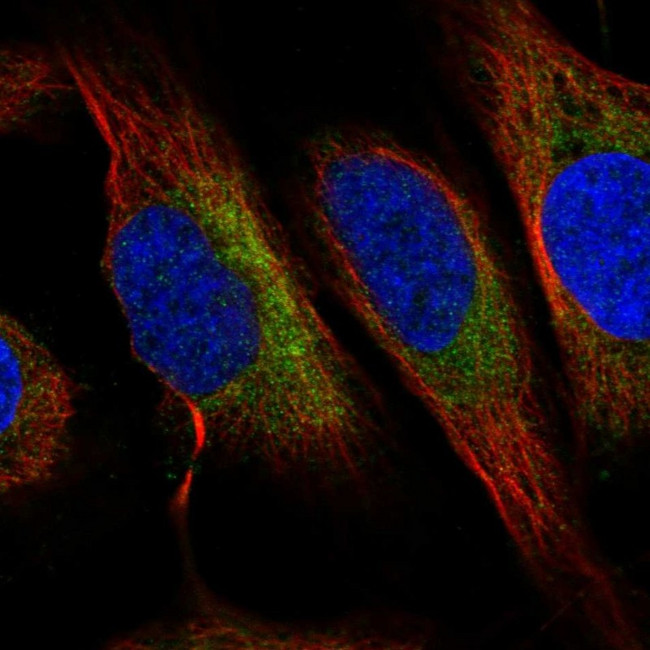 C6orf47 Antibody in Immunocytochemistry (ICC/IF)