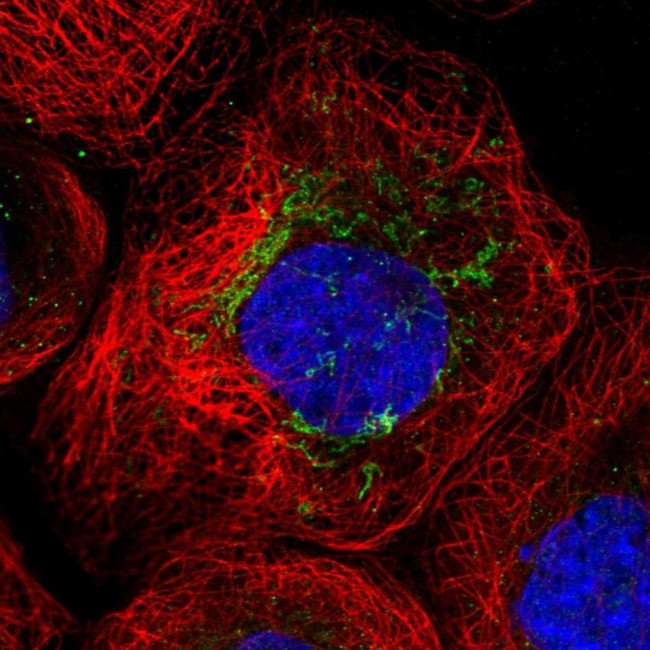 ANKRD34C Antibody in Immunocytochemistry (ICC/IF)