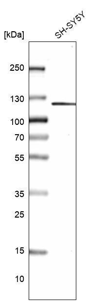 GRID2IP Antibody in Western Blot (WB)