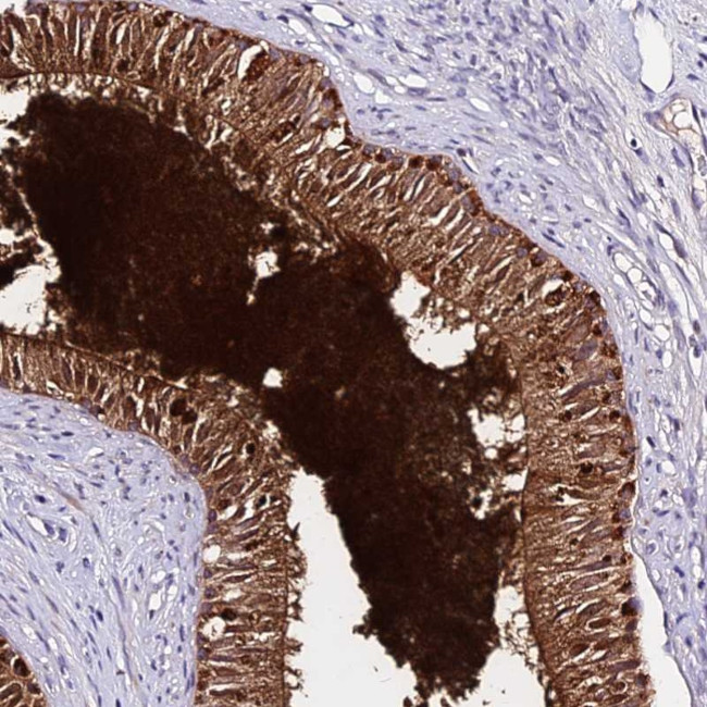 DEFB106A Antibody in Immunohistochemistry (Paraffin) (IHC (P))
