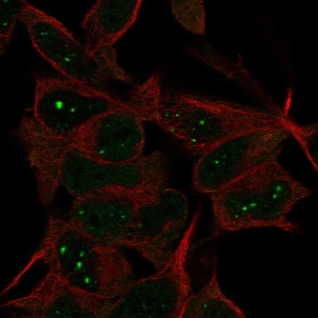 AMER3 Antibody in Immunocytochemistry (ICC/IF)