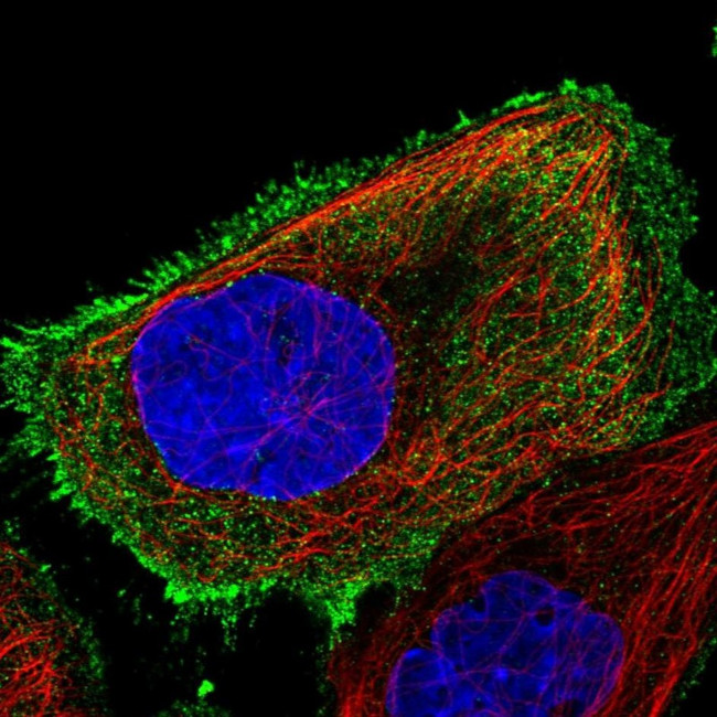 OR8S1 Antibody in Immunocytochemistry (ICC/IF)