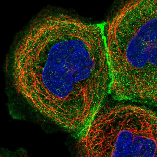 C17orf62 Antibody in Immunocytochemistry (ICC/IF)