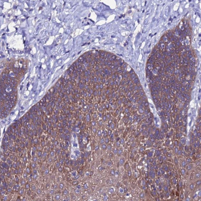 ARHGEF35 Antibody in Immunohistochemistry (Paraffin) (IHC (P))