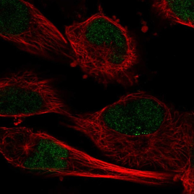 C10orf55 Antibody in Immunocytochemistry (ICC/IF)