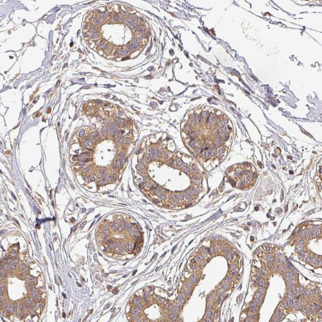 BPIFB3 Antibody in Immunohistochemistry (Paraffin) (IHC (P))