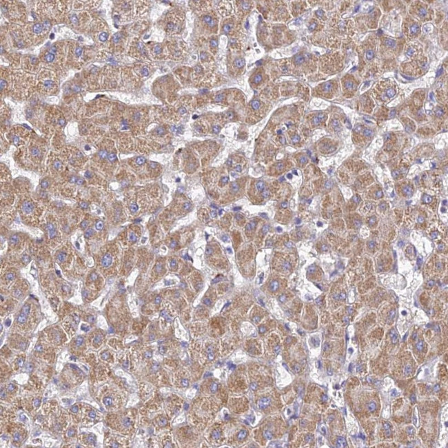 C2orf60 Antibody in Immunohistochemistry (Paraffin) (IHC (P))