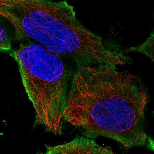 SLC41A3 Antibody in Immunocytochemistry (ICC/IF)